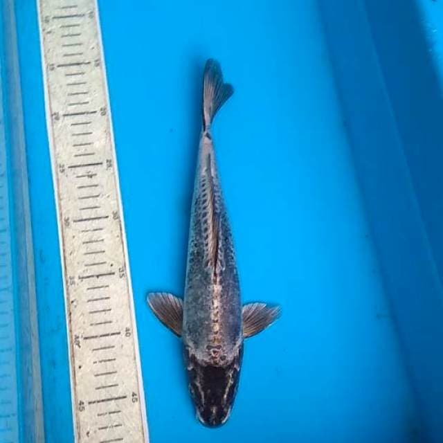 kiko 30cm