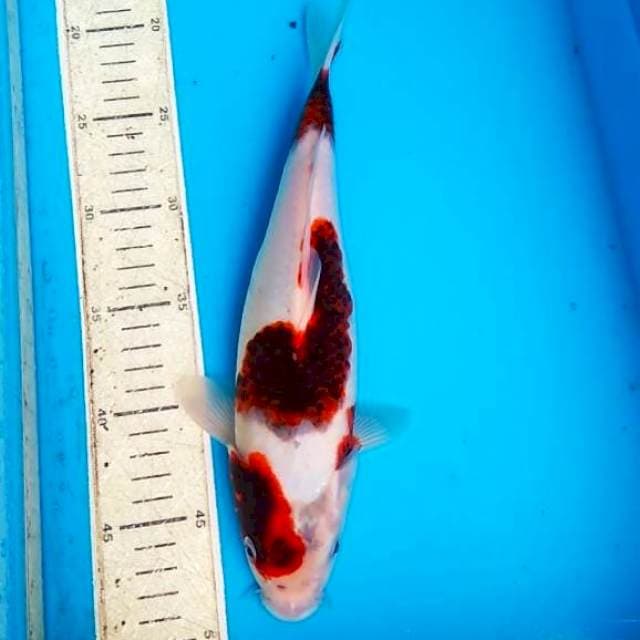 Goromo 29cm
