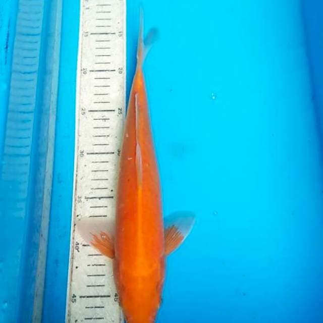 Karasi 35cm