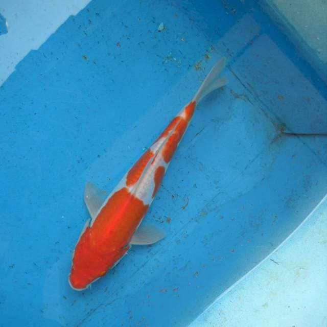 Kohaku Doitsu ori F1
