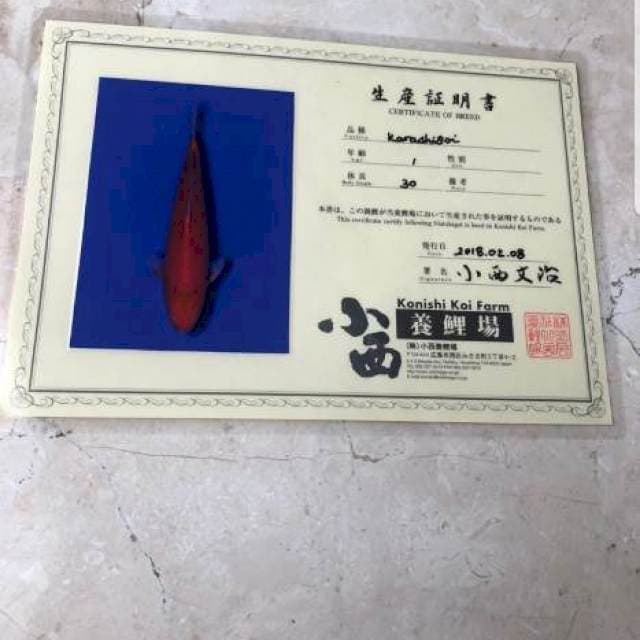 Karashi konishi nisai good growth and good body with breeder certificate