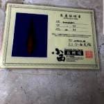 Karashi konishi nisai good growth and good body with breeder certificate