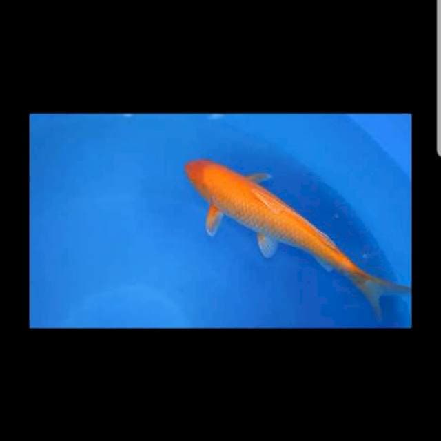 Karashi konishi nisai good growth and good body with breeder certificate