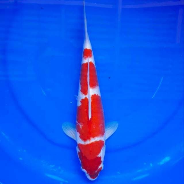 Kohaku HQ Bakat Jumbo 