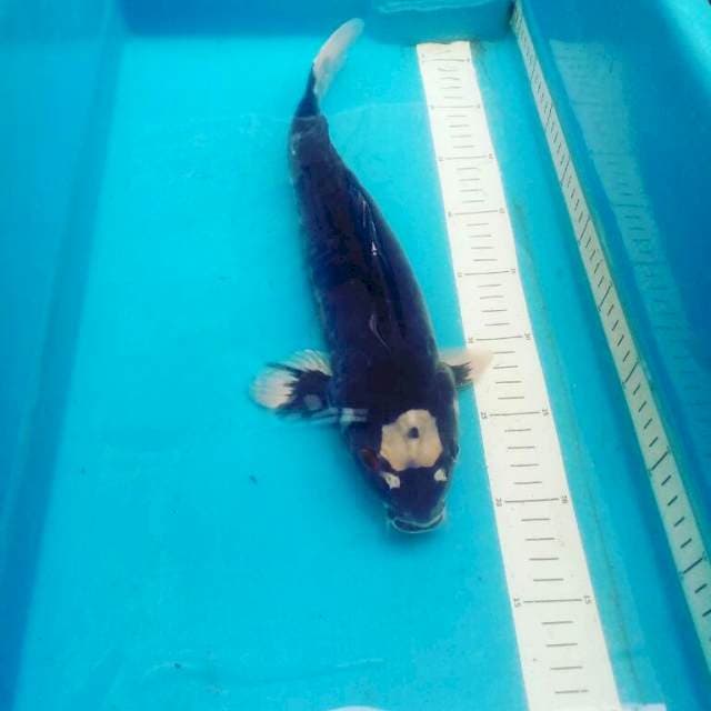 Doitsu Kawarigoi