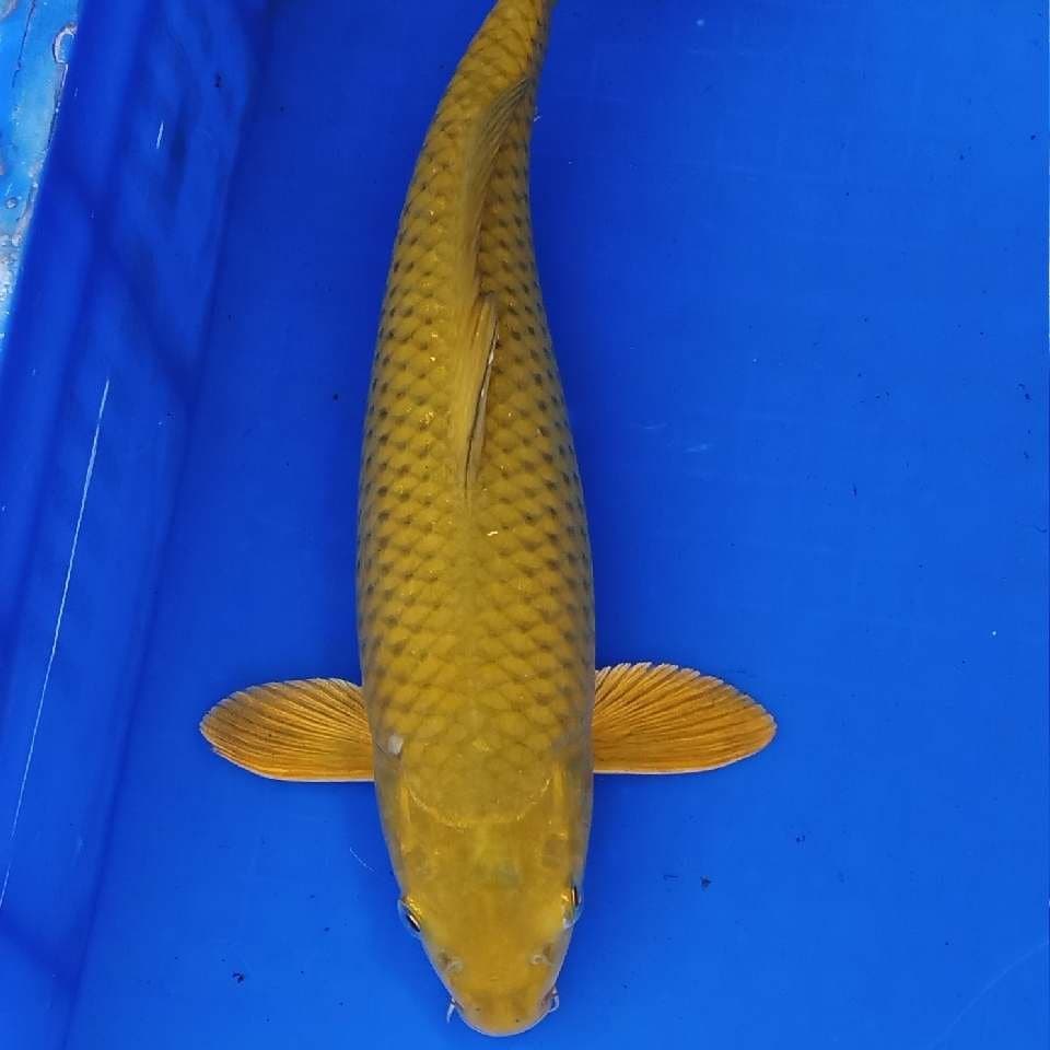 Goromo good
