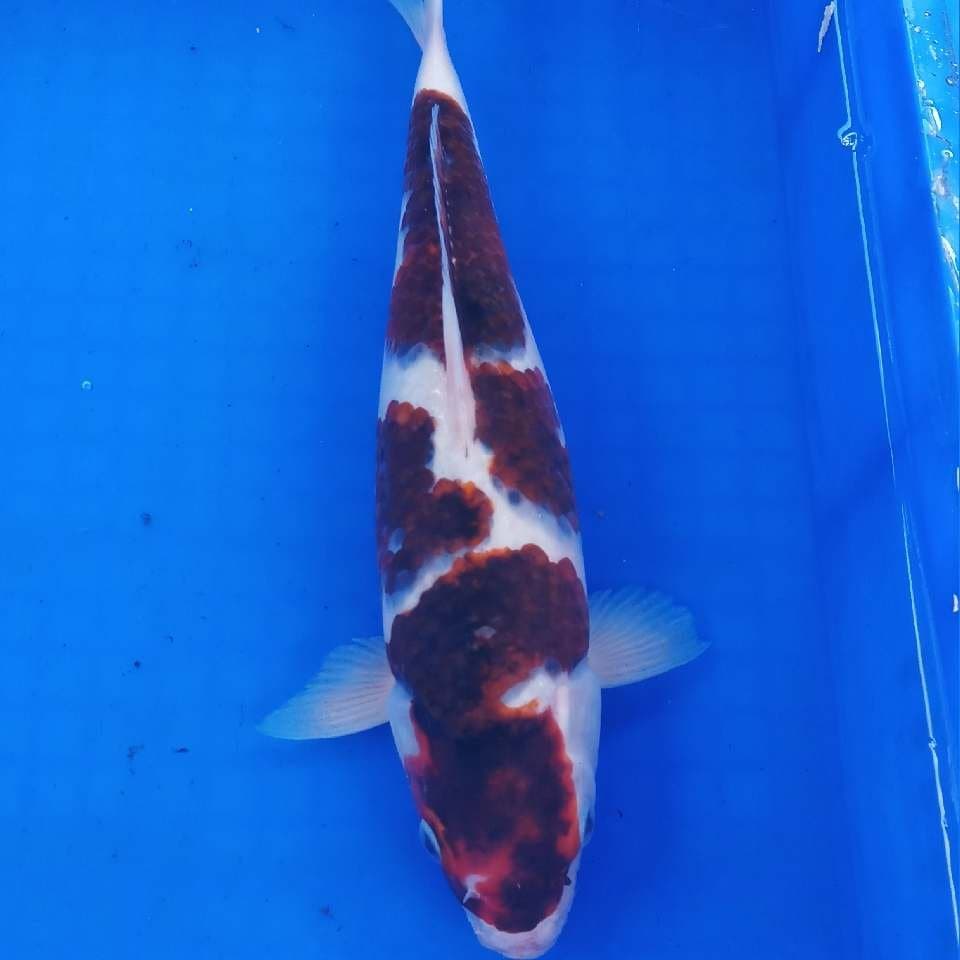 Goromo good