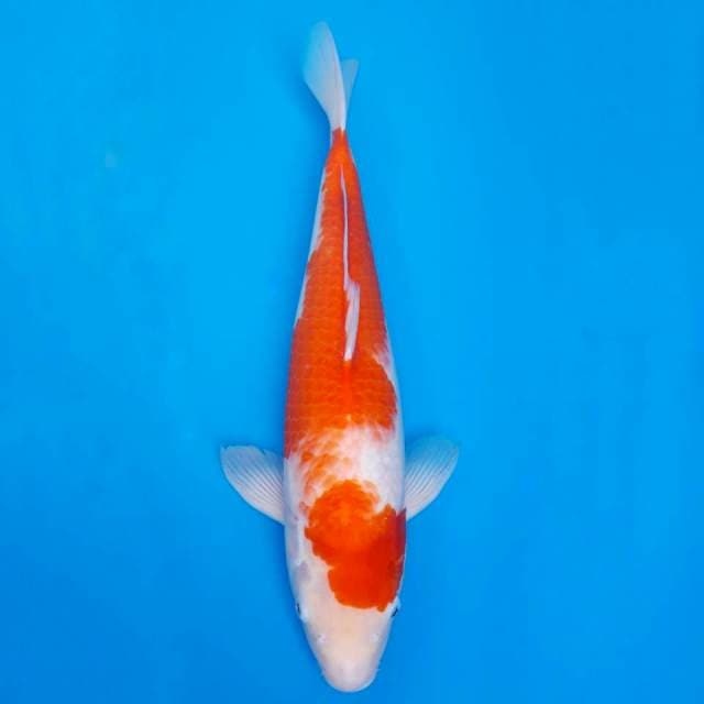 Kohaku import non-serti