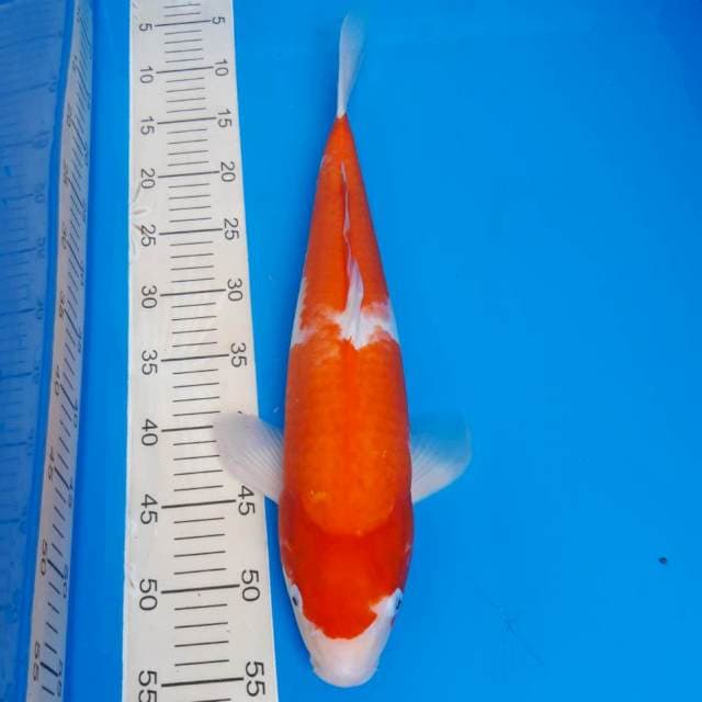 Kohaku import non-serti