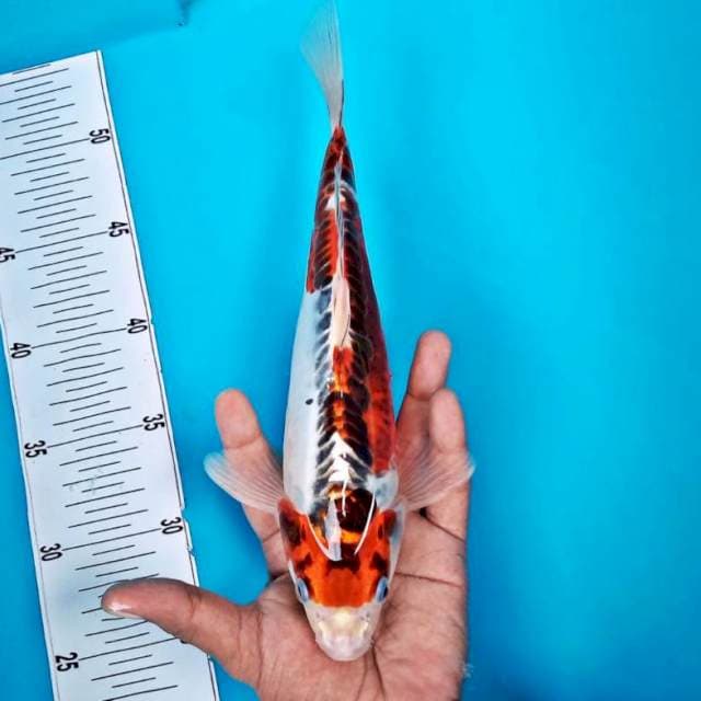 Kujaku3*30cm