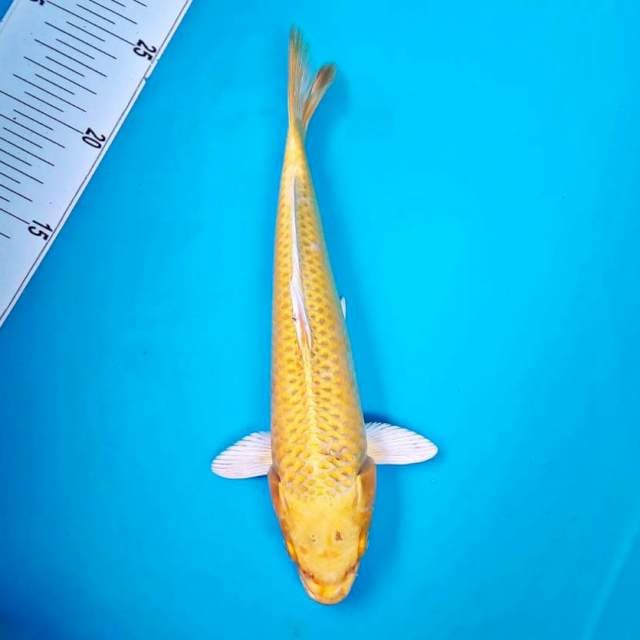 Yamabuki ogon