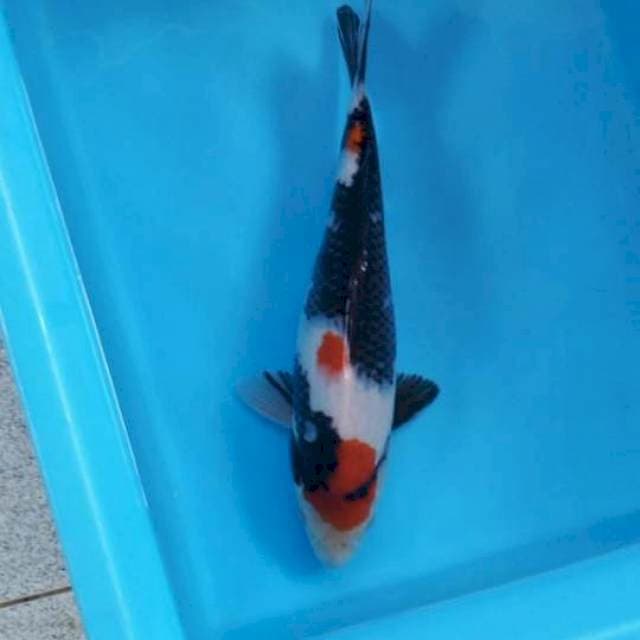 Showa kindai 30 cm