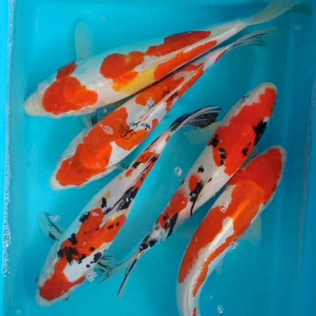 Mix koi up 32 cm