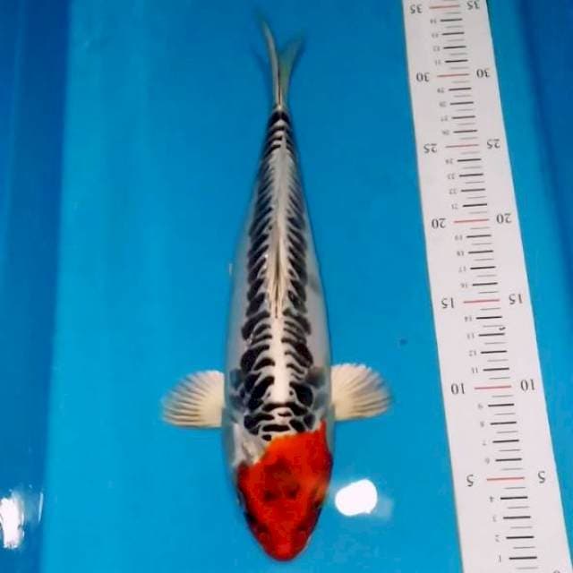 SPESIAL TANCHO ORIGINAL ANTIK 32CM