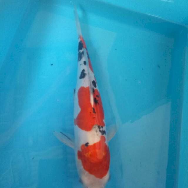 Sanke sandan 35cm