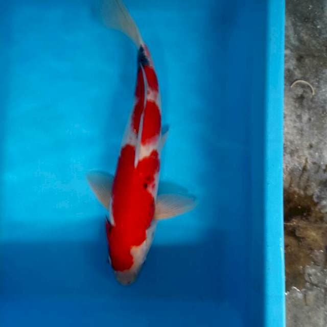 Sanke 37cm