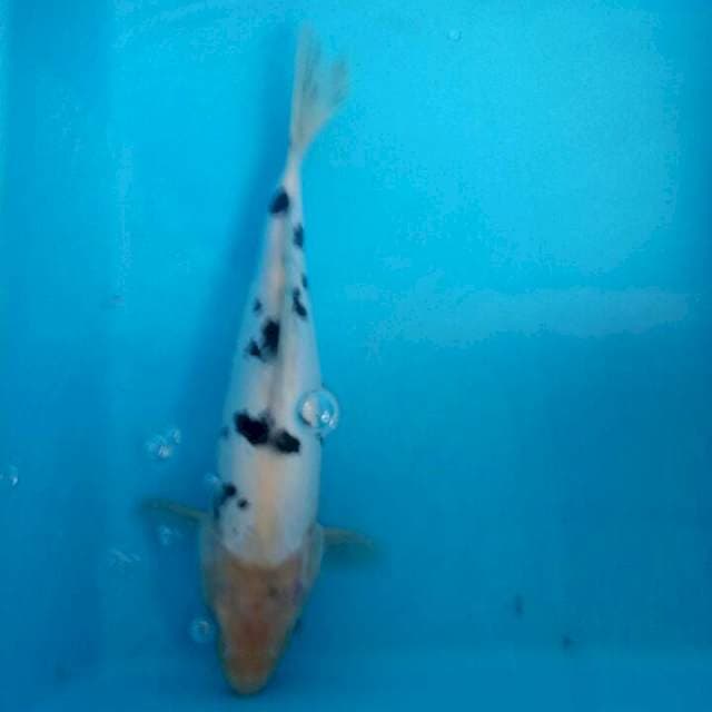 Beko 27cm