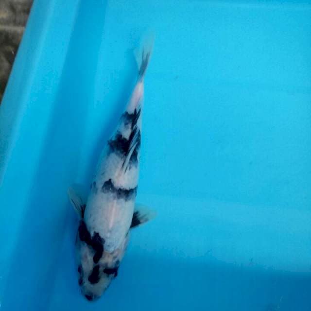 Shiro 27cm