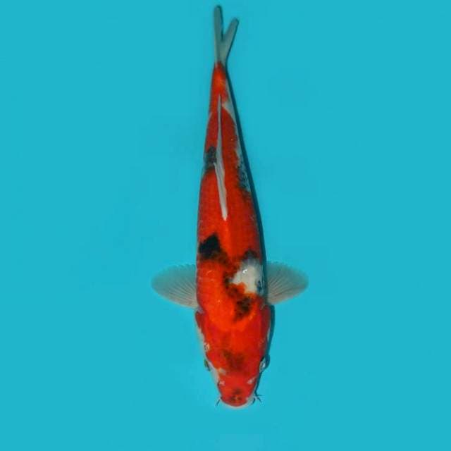 SHOWA 32 CM