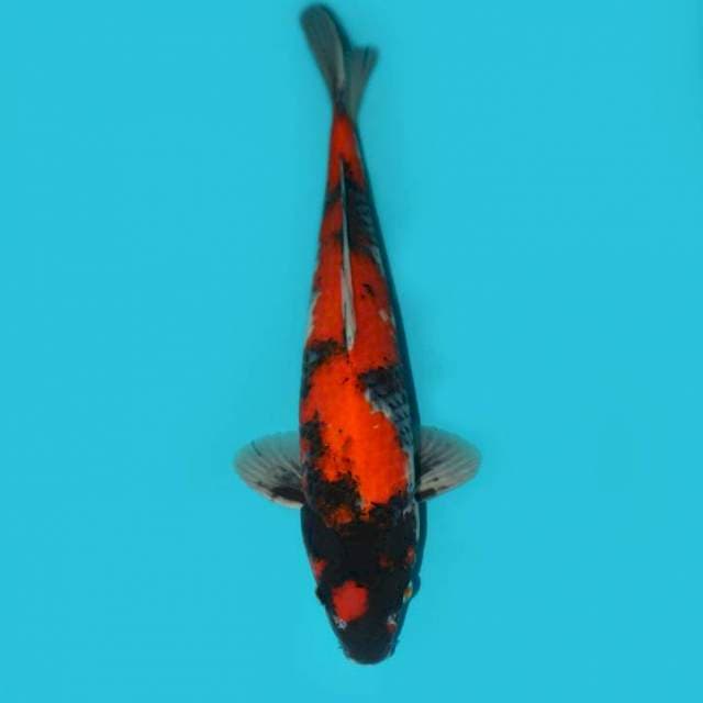 SHOWA 39 CM