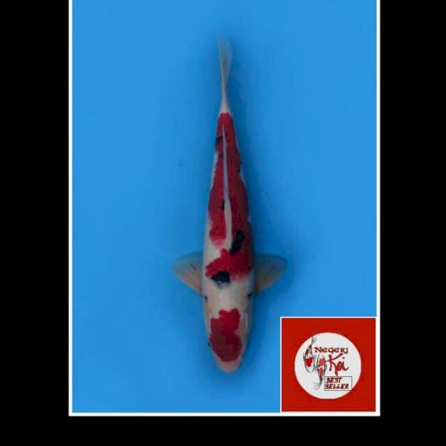 40cm - Male - Super Red Taisho Sanke F1