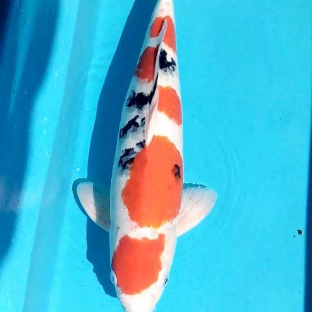 Jantan 50cm