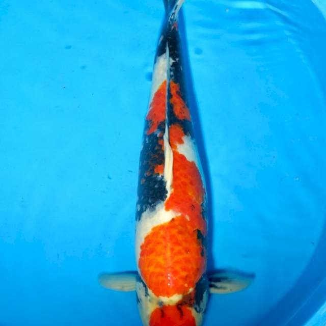Showa maruten jumbo 55 cm