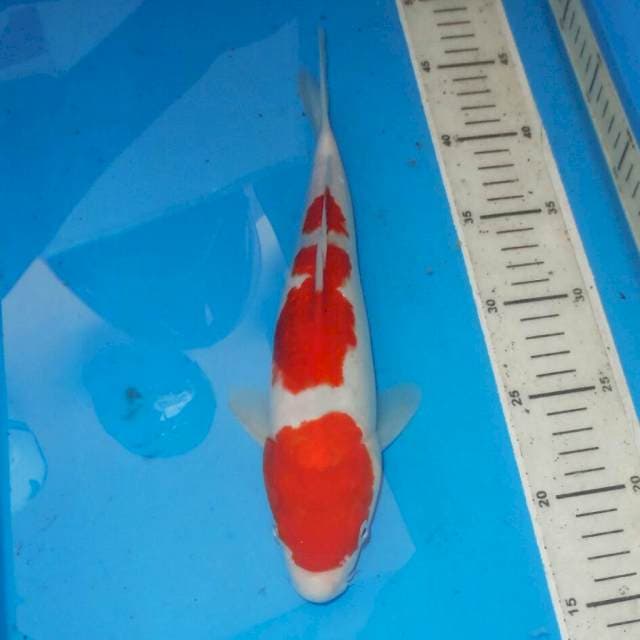 KOHAKU HQ