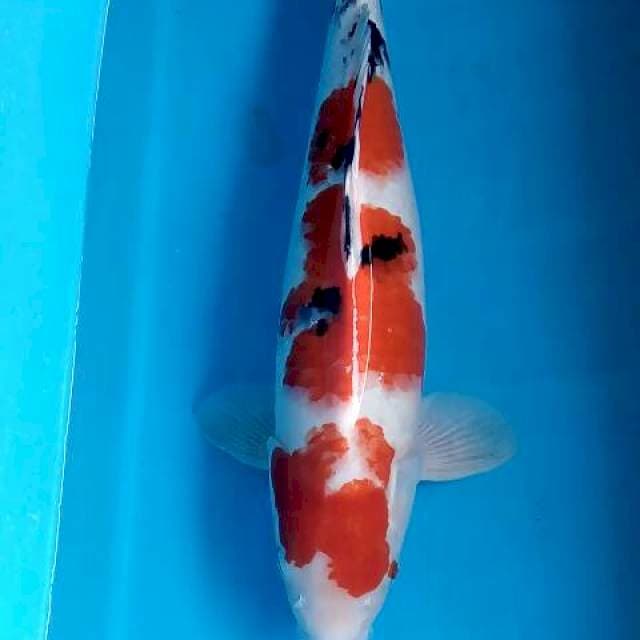 55cm betina