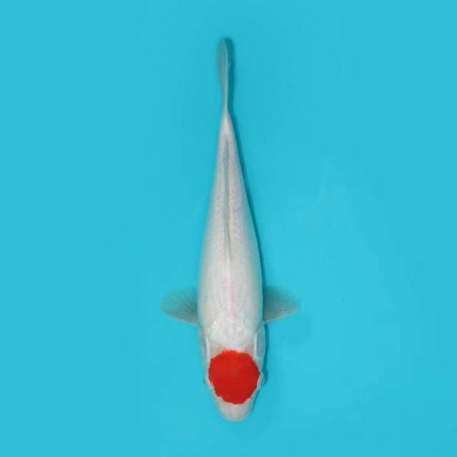 Tancho Original 30 cm