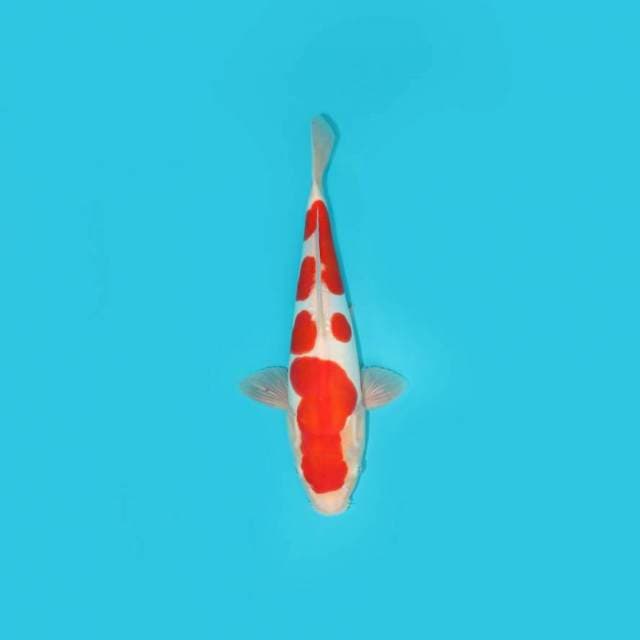 Kohaku Doitsu 31 cm