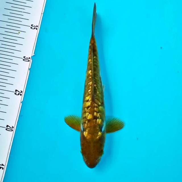 ARAGOKE GINRIN #24CM