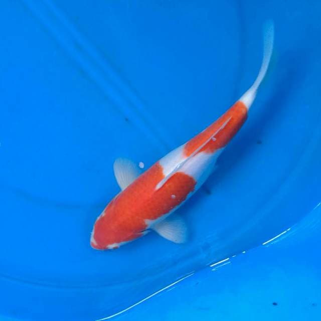 Sk kohaku nidan