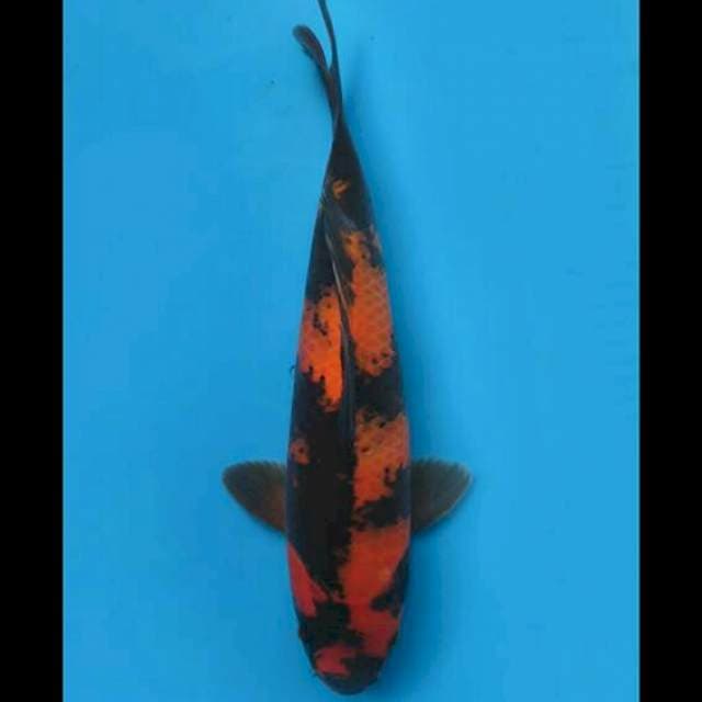 34cm Male - SQ Hi Utsuri