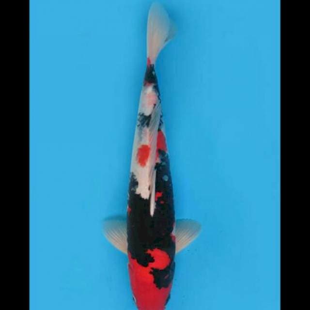 45cm Male - Showa Red F1