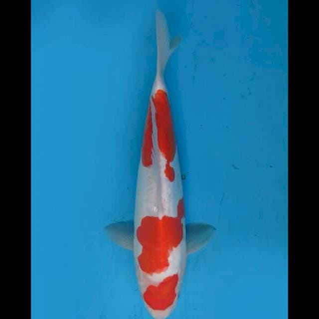 35cm Female - Sandan Kohaku Doitsu
