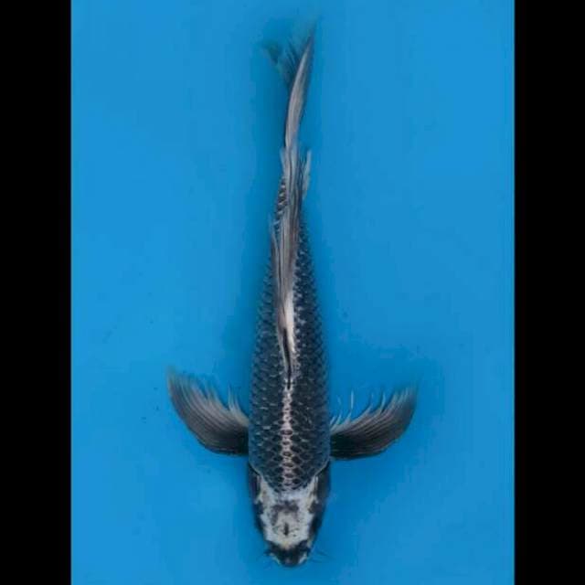 45cm Male - Primadona kumpay