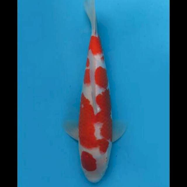 40cm Female - F1 Maruten Kohaku 