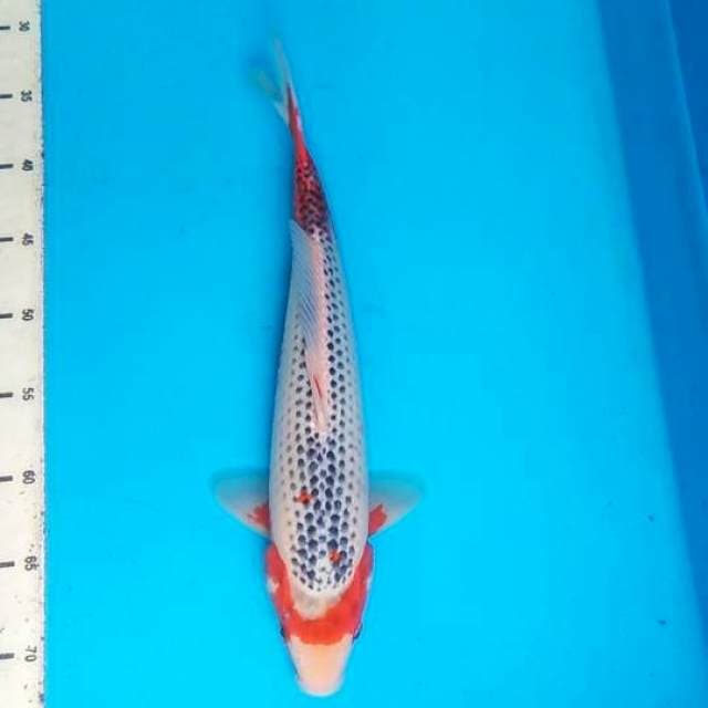 Asagi 38cm