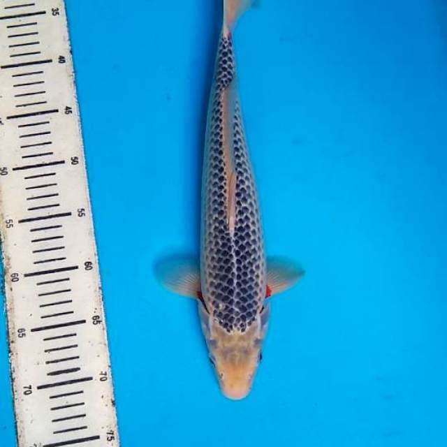 Asagi 40cm, F1
