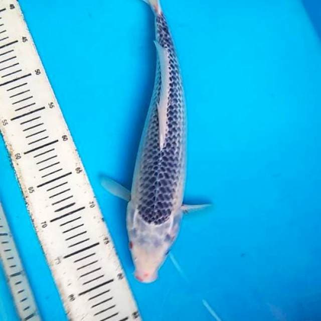 Asagi 43cm,F1