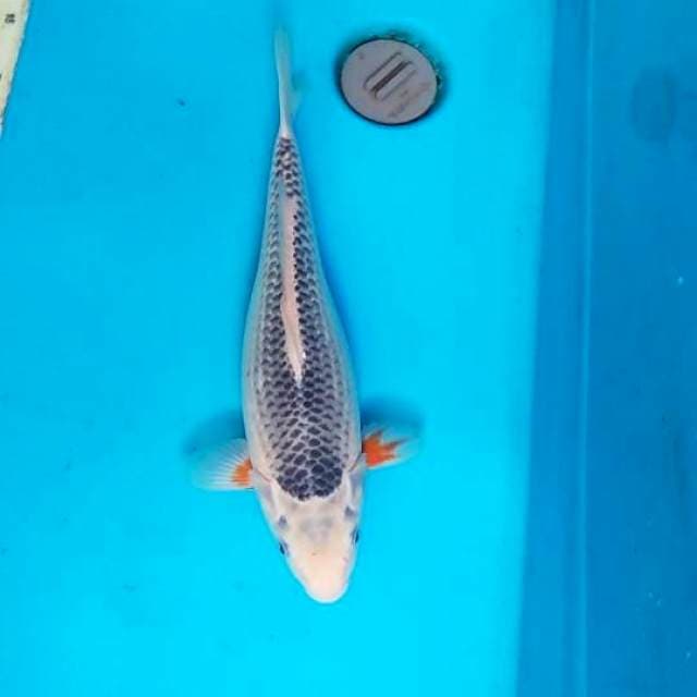 Asagi 35cm, F1