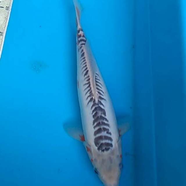 Shisui 30cm