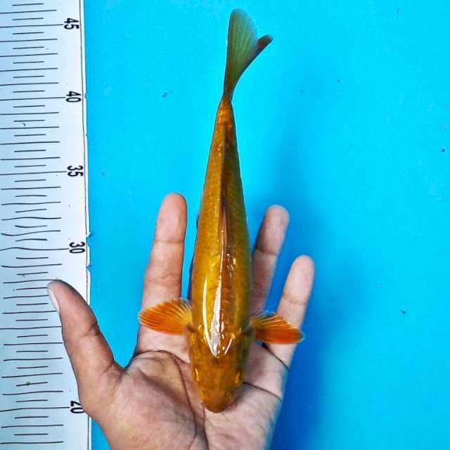Chagoi*26cm