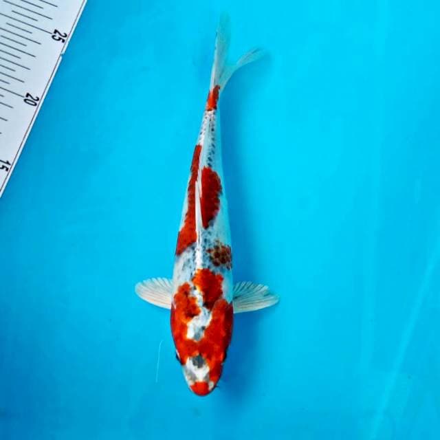 Kujaku,*27cm