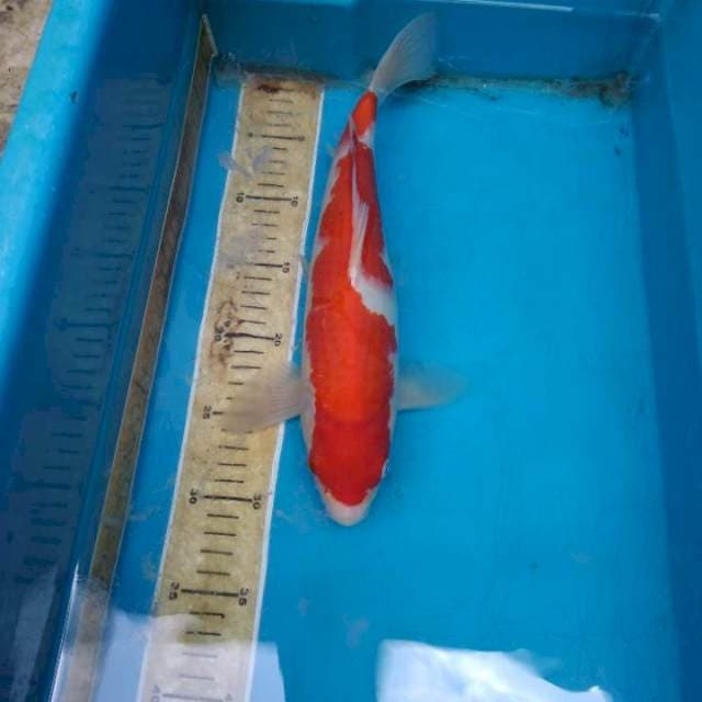 Kohaku