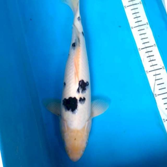 BEKKO Bersih  35 cm