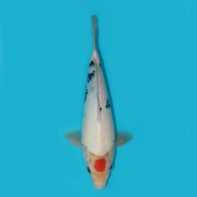 TANCHO SANKE 29 CM