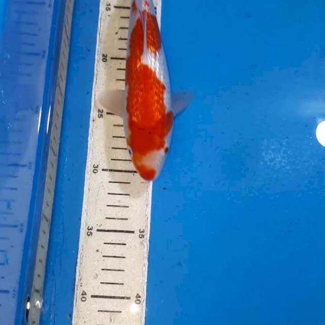 KOHAKU GINDRIN 23 CM