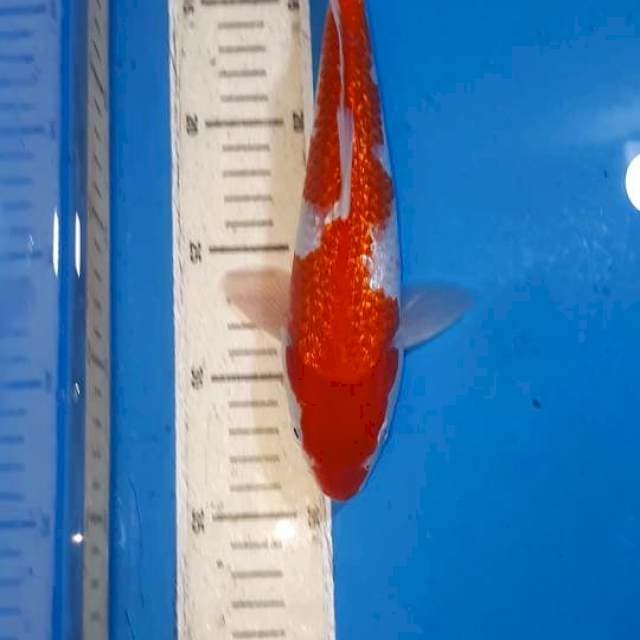 KOHAKU GINDRIN 24 CM